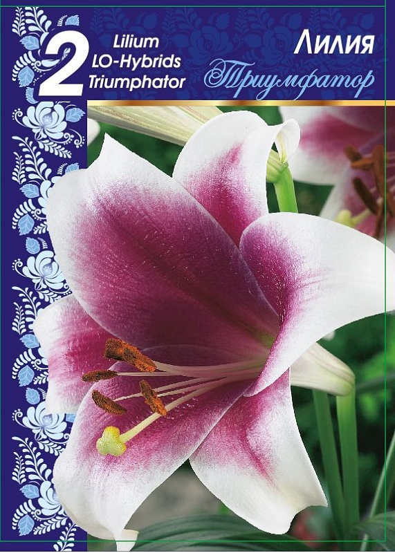 Лилия Триумфатор 1 уп.( 2 шт.)
